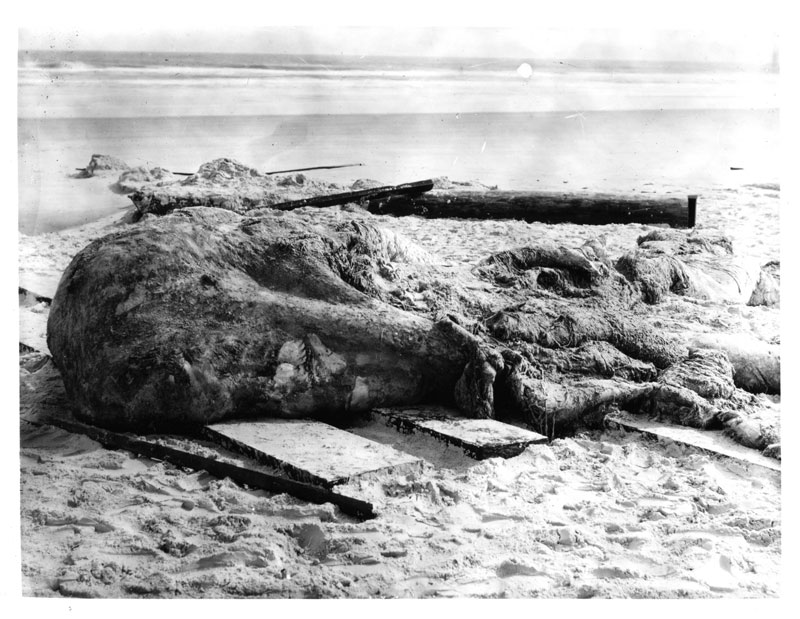 1896'da Florida kıyılarına vuran bu yaratığın daha sonradan ispermeçet balinası kalıntısı olduğu anlaşılacaktı.